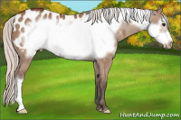 Horse Color:Silver Bay Dun Frame Near Leopard 