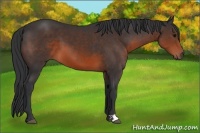 Horse Color:Brown 