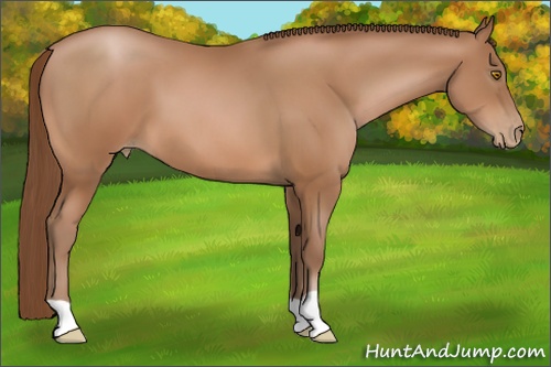 Horse Color:Bay Pearl 