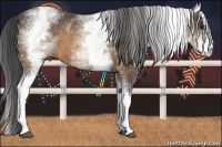 Horse Color:White Spotted Brown 