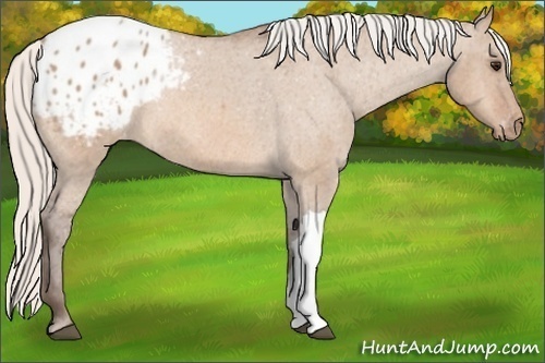 Horse Color:Silver Bay Roan Dun Appaloosa 
