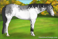 Horse Color:White Spotted Blue Roan 