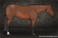 Horse Color:Bay Roan 