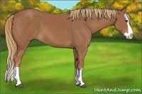 Horse Color:Chestnut Splash 