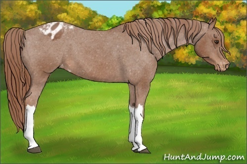 Horse Color:Chestnut Appaloosa 