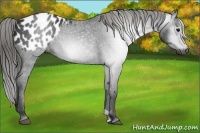 Horse Color:Gray Black Appaloosa