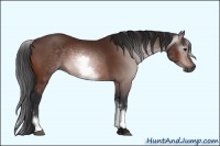 Horse Color:Gray White Spotted Bay 