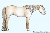 Horse Color:Gray Gold Cream Champagne Dun 