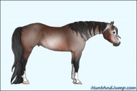 Horse Color:Gray Bay Sabino 