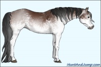 Horse Color:Gray White Spotted Bay