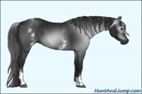 Horse Color:Gray White Spotted Black 