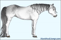Horse Color:Gray White Spotted Black 