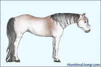 Horse Color:Gray White Spotted Bay 