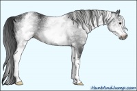 Horse Color:Gray White Spotted Black 