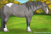 Horse Color:Brown Sabino Appaloosa Rabicano