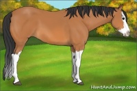Horse Color:Bay Splash 