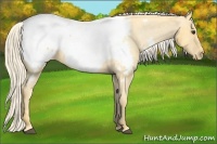 Horse Color:Palomino Snowcap 