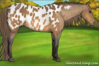 Horse Color:Buckskin Blanket 