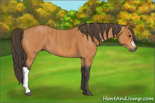 Horse Color: Bay  Brindle