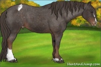 Horse Color:Liver Chestnut Sabino Appaloosa 