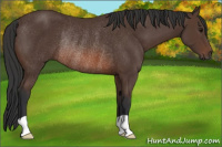 Horse Color:Brown Rabicano