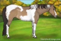 Horse Color:Buckskin Dun Tobiano Frame 