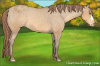 Horse Color:Sable Cream Champagne Blanket 