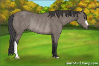 Horse Color:Black Rabicano