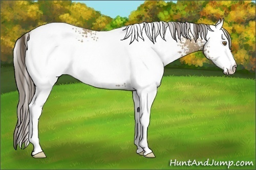 Horse Color:White Spotted Classic Cream Champagne Rabicano 