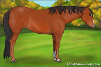 Horse Color:Bay Sabino 