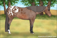 Horse Color:Bay Appaloosa 