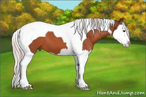Horse Color: Silver Bay Sabino Splash Tobiano 