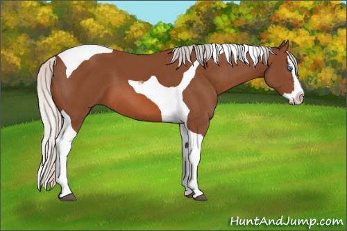 Horse Color: Silver Bay Sabino Splash Tobiano 