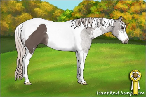 Horse Color: Silver Black Sabino Tobiano 