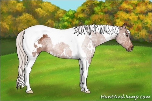 Horse Color: White Spotted Silver Bay Ice Tobiano 
