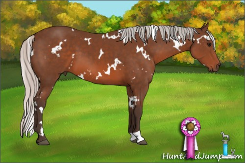 Horse Color: White Spotted Silver Bay 