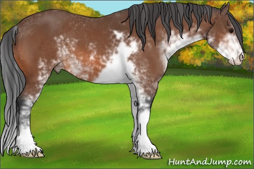 Horse Color: Bay Sabino 
