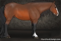 Horse Color:Bay Sabino
