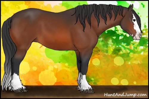 Horse Color: Bay Sabino Splash 