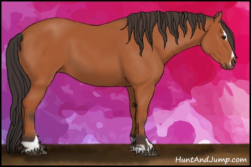 Horse Color: Bay Sabino 