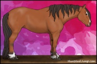 Horse Color:Bay Sabino 