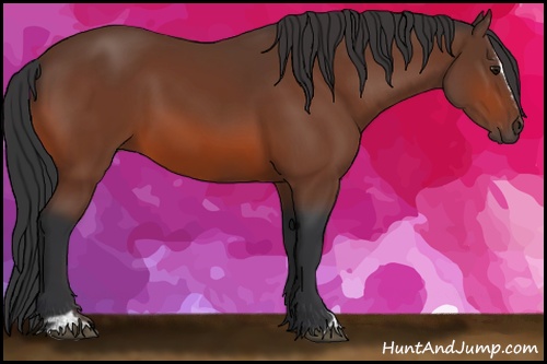 Horse Color: Bay Sabino 
