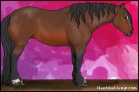 Horse Color:Bay Sabino 