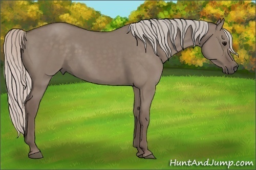 Horse Color:Silver Grullo