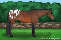Horse Color:Bay Appaloosa 