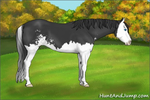Horse Color:Black Sabino Splash