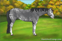 Horse Color:Black Ice Sabino