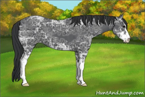 Horse Color:Black Ice Sabino 