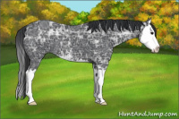 Horse Color:Black Ice Sabino Splash 
