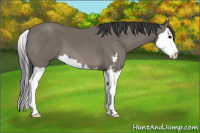 Horse Color:Black Sabino Splash